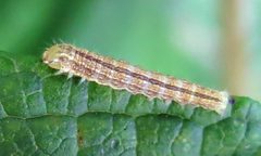 Schinia trifascia larva by Jacy Lucier. Used under a CC BY-SA 4.0 license.