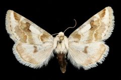 Schinia unimacula by Unknown authorUnknown author. Used under a Copyrighted free use license.