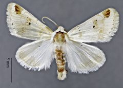 Schinia unimacula DPG1HEXA0004091 by Dugway Proving Ground Natural History Collection. Used under a CC0 license.