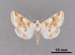 Schinia unimacula MEM366241 by Mississippi Entomological Museum. Used under a CC0 license.
