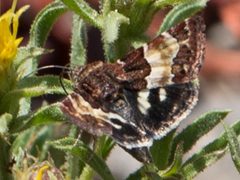 Schinia vacciniae by Ken-ichi Ueda. Used under a CC BY 4.0 license.