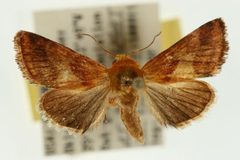 Schinia varix by Unknown authorUnknown author. Used under a Copyrighted free use license.