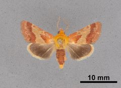 Schinia varix MEM362786 by Mississippi Entomological Museum. Used under a CC0 license.