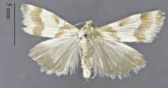 Schinia velaris DPG1HEXA0004098 by Dugway Proving Ground Natural History Collection. Used under a CC0 license.