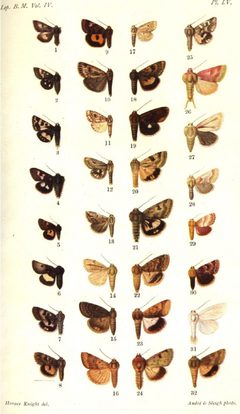 CATALOGUE-BM-LV by Sir GEORGE F. HAMPSON, Bart.. Used under a Public domain license.