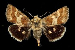 Schinia villosa by Unknown authorUnknown author. Used under a Copyrighted free use license.