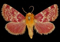 Schinia volupia by Unknown authorUnknown author. Used under a Copyrighted free use license.