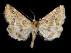 Schinia walsinghami1 by Unknown authorUnknown author. Used under a Copyrighted free use license.