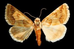 Schinia walsinghami2 by Unknown authorUnknown author. Used under a Copyrighted free use license.