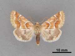 Schinia walsinghami MEM366061 by Mississippi Entomological Museum. Used under a CC0 license.