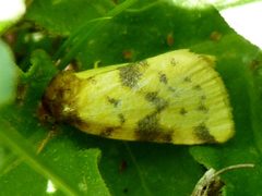 Azenia obtusa by Dendroica cerulea. Used under a CC BY 2.0 license.