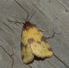 Azenia obtusa P1020826a by 
xpda. Used under a CC BY-SA 4.0 license.