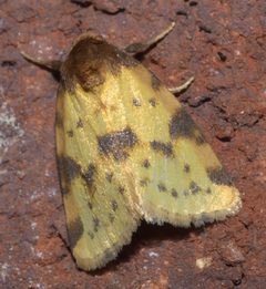Azenia obtusa P1300811b by 
xpda. Used under a CC BY-SA 4.0 license.