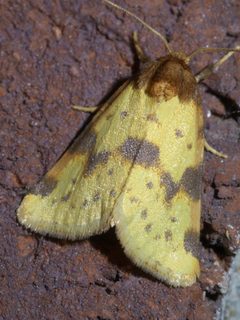 Azenia obtusa P1440345a by 
xpda. Used under a CC BY-SA 4.0 license.