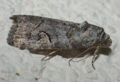 Metaponpneumata rogenhoferi P1090428a by 
xpda. Used under a CC BY-SA 4.0 license.