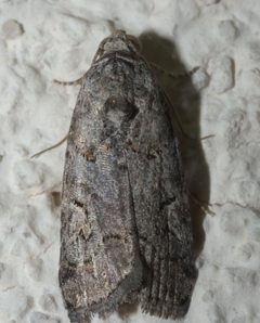 Metaponpneumata rogenhoferi P1090429a by 
xpda. Used under a CC BY-SA 4.0 license.