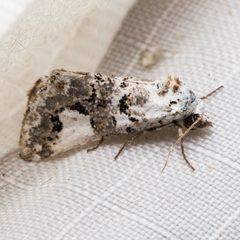 Tristyla alboplagiata by Ken-ichi Ueda. Used under a CC BY 4.0 license.