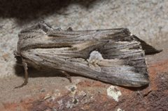 Nedra ramosula P1120485a by 
xpda. Used under a CC BY-SA 4.0 license.