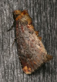 Achatodes zeae by Steve Nanz. Used under a CC BY-SA 3.0 license.