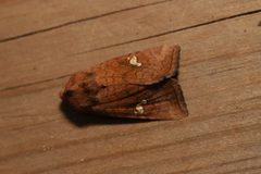 Amphipoea americana by Allan Harris. Used under a CC0 license.