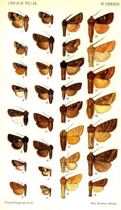 CATALOGUE-BM-PLATE CXXXVII by Sir GEORGE F. HAMPSON, Bart.. Used under a Public domain license.