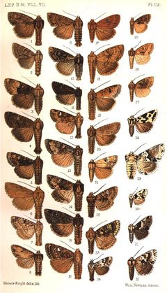 CATALOGUE-BM-PLATE CX by Sir GEORGE F. HAMPSON, Bart.. Used under a Public domain license.