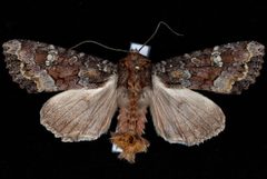 Apamea amputatrix by Jeremy deWaard, University of British Columbia. Used under a CC BY 3.0 license.