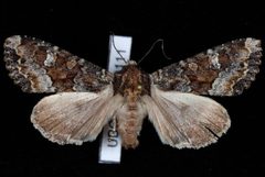 Apamea amputatrix1 by Jeremy deWaard, University of British Columbia. Used under a CC BY 3.0 license.
