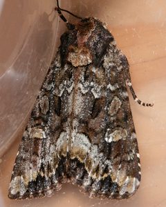 Apamea amputatrix 01 by CBG Photography Group, Centre for Biodiversity Genomics. Used under a CC0 license.