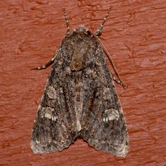 Apamea amputatrix 02 by CBG Photography Group, Centre for Biodiversity Genomics. Used under a CC0 license.