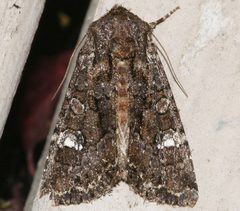 Apamea amputatrix 03 by CBG Photography Group, Centre for Biodiversity Genomics. Used under a CC0 license.