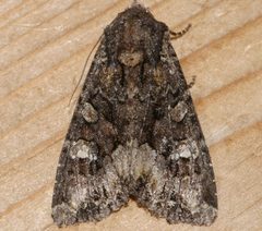 Apamea amputatrix 04 by CBG Photography Group, Centre for Biodiversity Genomics. Used under a CC0 license.