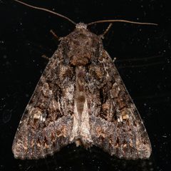 Apamea amputatrix 05 by CBG Photography Group, Centre for Biodiversity Genomics. Used under a CC0 license.