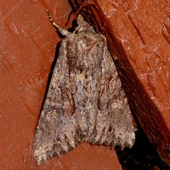 Apamea antennata 01 by CBG Photography Group, Centre for Biodiversity Genomics. Used under a CC0 license.