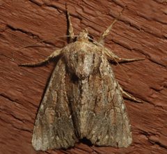 Apamea antennata 02 by CBG Photography Group, Centre for Biodiversity Genomics. Used under a CC0 license.