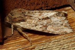 Apamea antennata 03 by CBG Photography Group, Centre for Biodiversity Genomics. Used under a CC0 license.