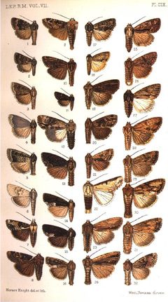 CATALOGUE-BM-PLATE CIX by Sir GEORGE F. HAMPSON, Bart.. Used under a Public domain license.