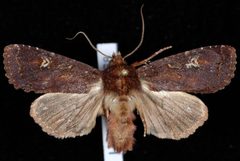 Apamea cogitata by Jeremy deWaard, University of British Columbia. Used under a CC BY 3.0 license.