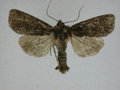 Apamea dubitans by J.Gill, Canadian National Collection of Insects, Arachnids and Nematodes. Used under a CC BY-SA 3.0 license.