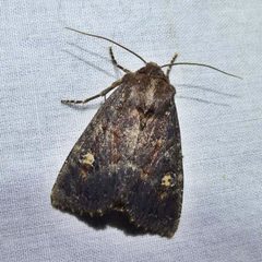 Apamea dubitans 002 by iNaturalist user: christine123. Used under a CC BY 4.0 license.