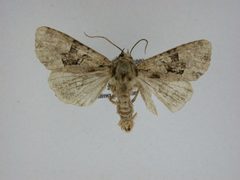 Apamea indocilis5 by J.Gill, Canadian National Collection of Insects, Arachnids and Nematodes. Used under a CC BY-SA 3.0 license.