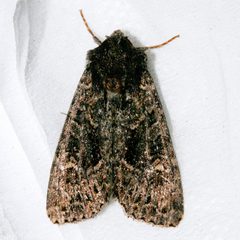 Apamea indocilis 01 by CBG Photography Group, Centre for Biodiversity Genomics. Used under a CC0 license.