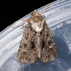 Apamea indocilis 02 by CBG Photography Group, Centre for Biodiversity Genomics. Used under a CC0 license.