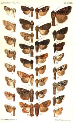 CATALOGUE-BM-PLATE CXIII by Sir GEORGE F. HAMPSON, Bart.. Used under a Public domain license.