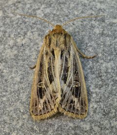 Apamea niveivenosa by iNaturalist Canada user:brendanboyd. Used under a CC BY 4.0 license.
