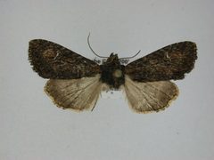 Apamea plutonia1 by J.Gill, Canadian National Collection of Insects, Arachnids and Nematodes. Used under a CC BY-SA 3.0 license.