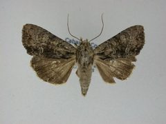 Apamea quinteri by J.Gill, Canadian National Collection of Insects, Arachnids and Nematodes. Used under a CC BY-SA 3.0 license.