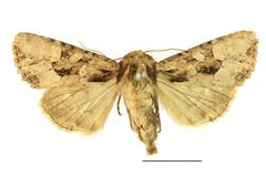 Apamea remissa SLU by Vítězslav Maňák (SLU). Used under a CC BY-SA 4.0 license.