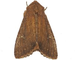 Apamea scoparia 01 by CBG Photography Group, Centre for Biodiversity Genomics. Used under a CC0 license.
