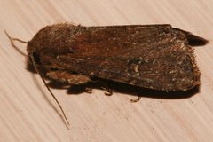 Apamea scoparia 02 by CBG Photography Group, Centre for Biodiversity Genomics. Used under a CC0 license.